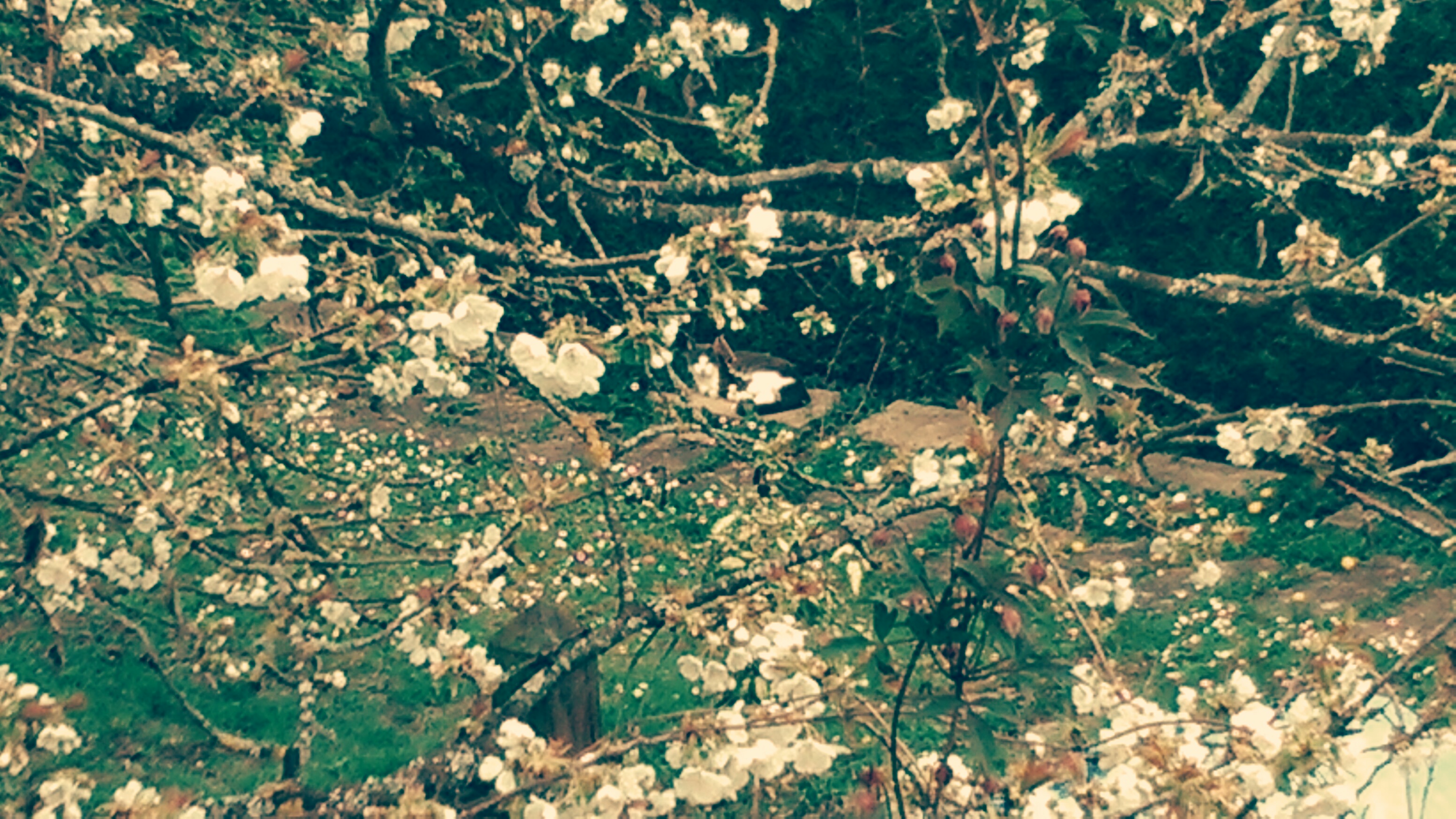 Picsart banner for @chloe