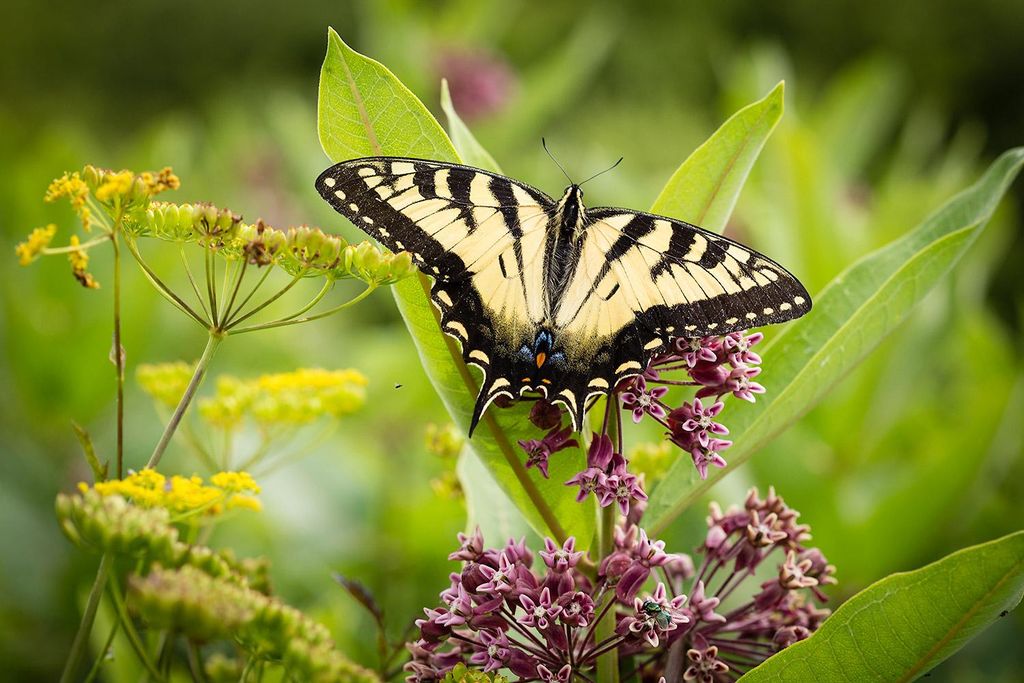 butterfly pictures