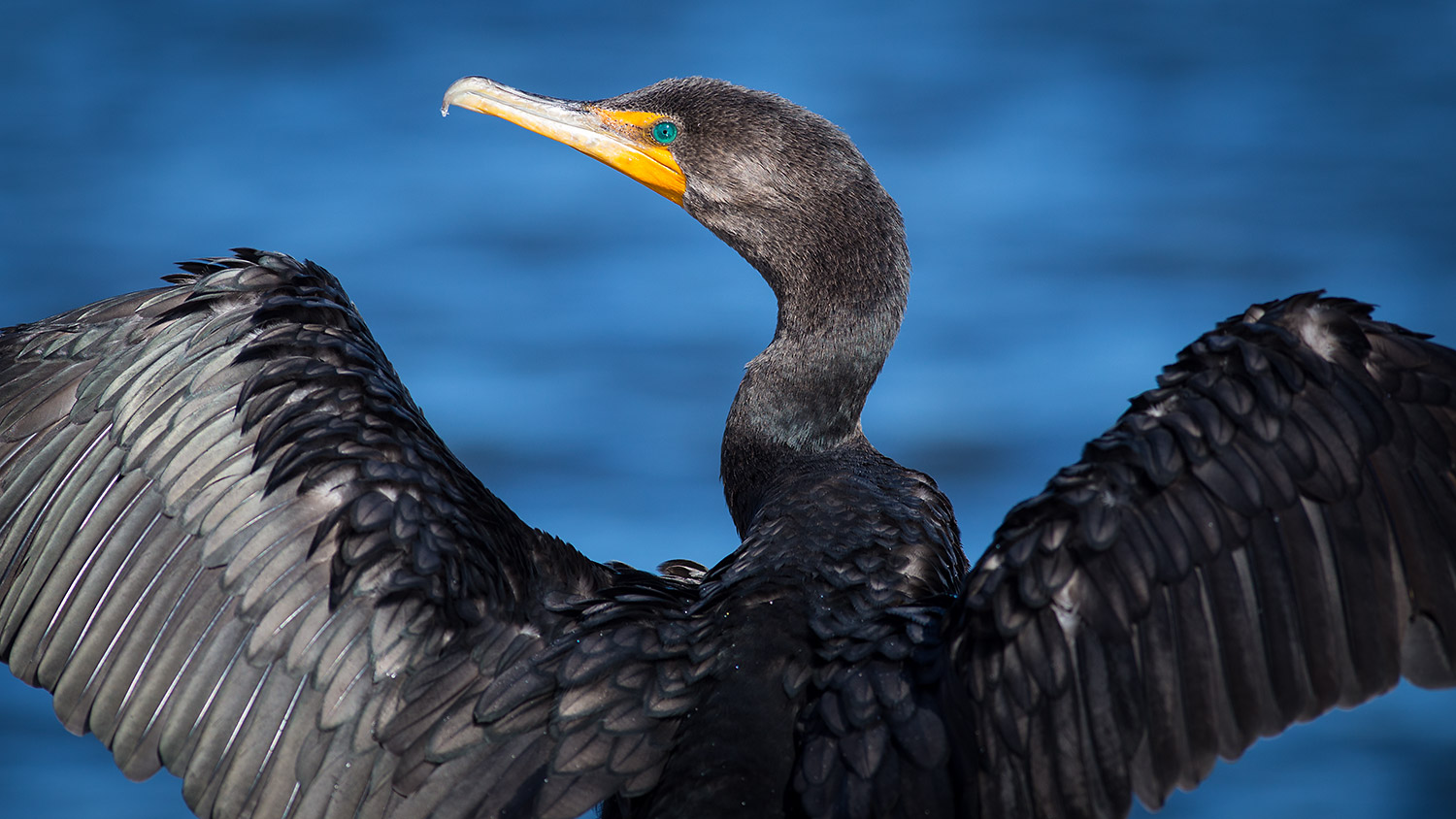 Florida's Gulf Coast: A Hot Spot for Bird Photography - Create ...